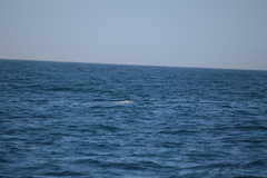 Hydrobates pelagicus