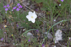 Zephyranthes drummondii