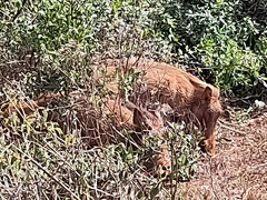 Phacochoerus africanus massaicus
