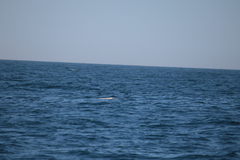 Hydrobates pelagicus