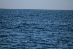 Hydrobates pelagicus
