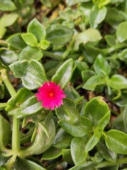 Mesembryanthemum cordifolium