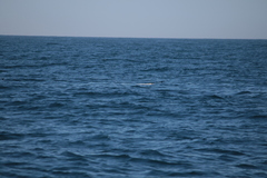 Hydrobates pelagicus