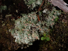 Icmadophila ericetorum