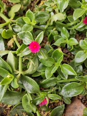 Mesembryanthemum cordifolium