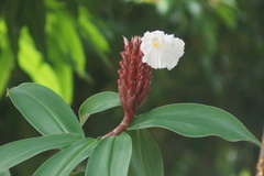 Hellenia speciosa