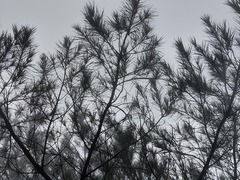 Pinus taiwanensis