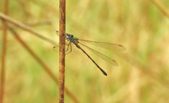 Chalcolestes parvidens