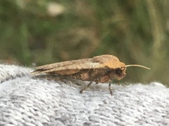 Conistra erythrocephala