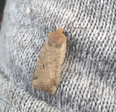 Conistra erythrocephala