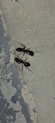 Camponotus xerxes