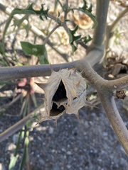 Datura quercifolia