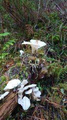 Pleurocybella porrigens