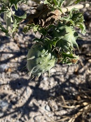Datura quercifolia