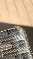 Cheiracanthium mildei