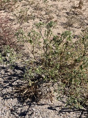 Datura quercifolia