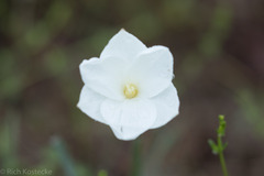 Zephyranthes drummondii