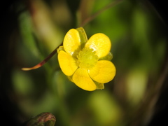 Ranunculus montanus