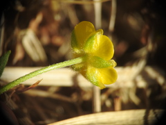 Ranunculus montanus