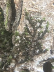 Frullania eboracensis