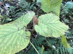 Viburnum lantanoides
