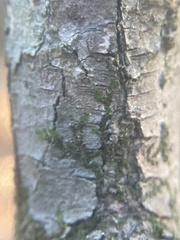 Frullania eboracensis