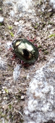 Chrysolina bankii