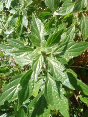 Parietaria officinalis