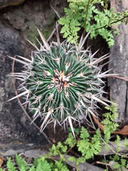 Echinofossulocactus