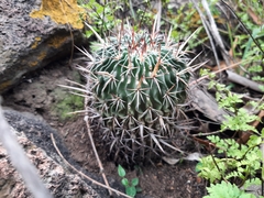 Echinofossulocactus