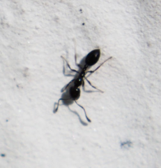 Monomorium