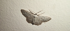 Idaea minuscularia