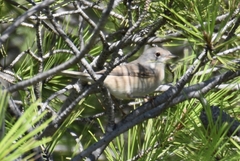 Curruca iberiae