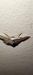Idaea minuscularia