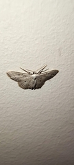 Idaea minuscularia