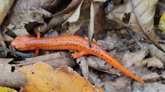 Pseudotriton ruber ruber