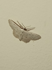 Idaea minuscularia
