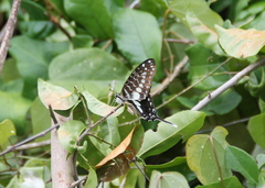 Graphium