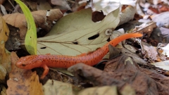 Pseudotriton ruber ruber