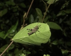 Abracris flavolineata