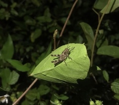 Abracris flavolineata