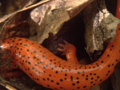 Pseudotriton ruber ruber