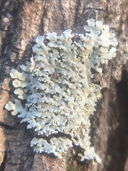 Heterodermia albicans