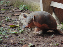 Cabassous unicinctus