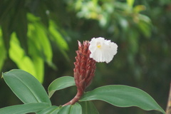Hellenia speciosa