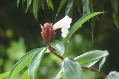 Hellenia speciosa