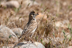 Calandrella brachydactyla