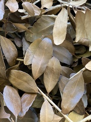 Ilex vomitoria