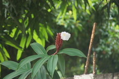 Hellenia speciosa