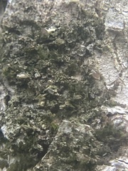 Frullania eboracensis